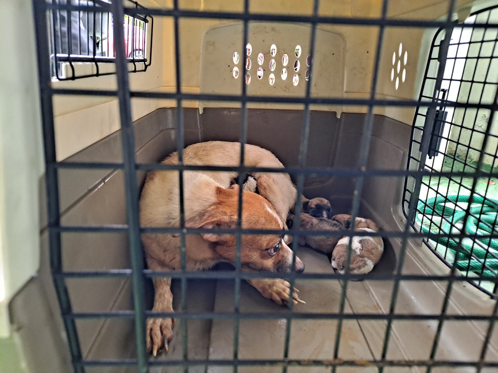 perros rescatados 1.jpg